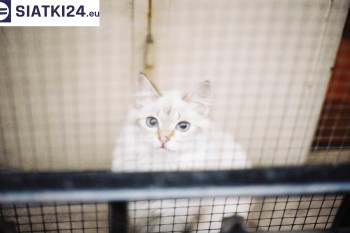 Siatki Strzelce Opolskie - Zabezpieczenie balkonu siatką - Kocia siatka - bezpieczny kot dla terenów Strzelec Opolskich